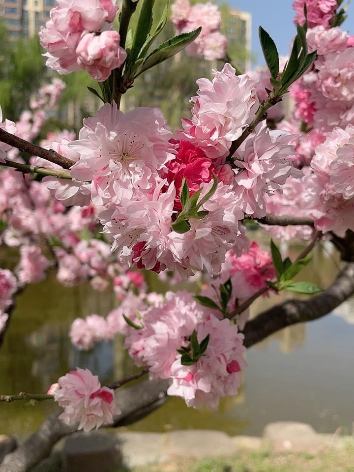 晒晒你镜头下的春色春天的公园美景如画，湖光柳影，百花盛开，令人流连忘返。成群的鸭