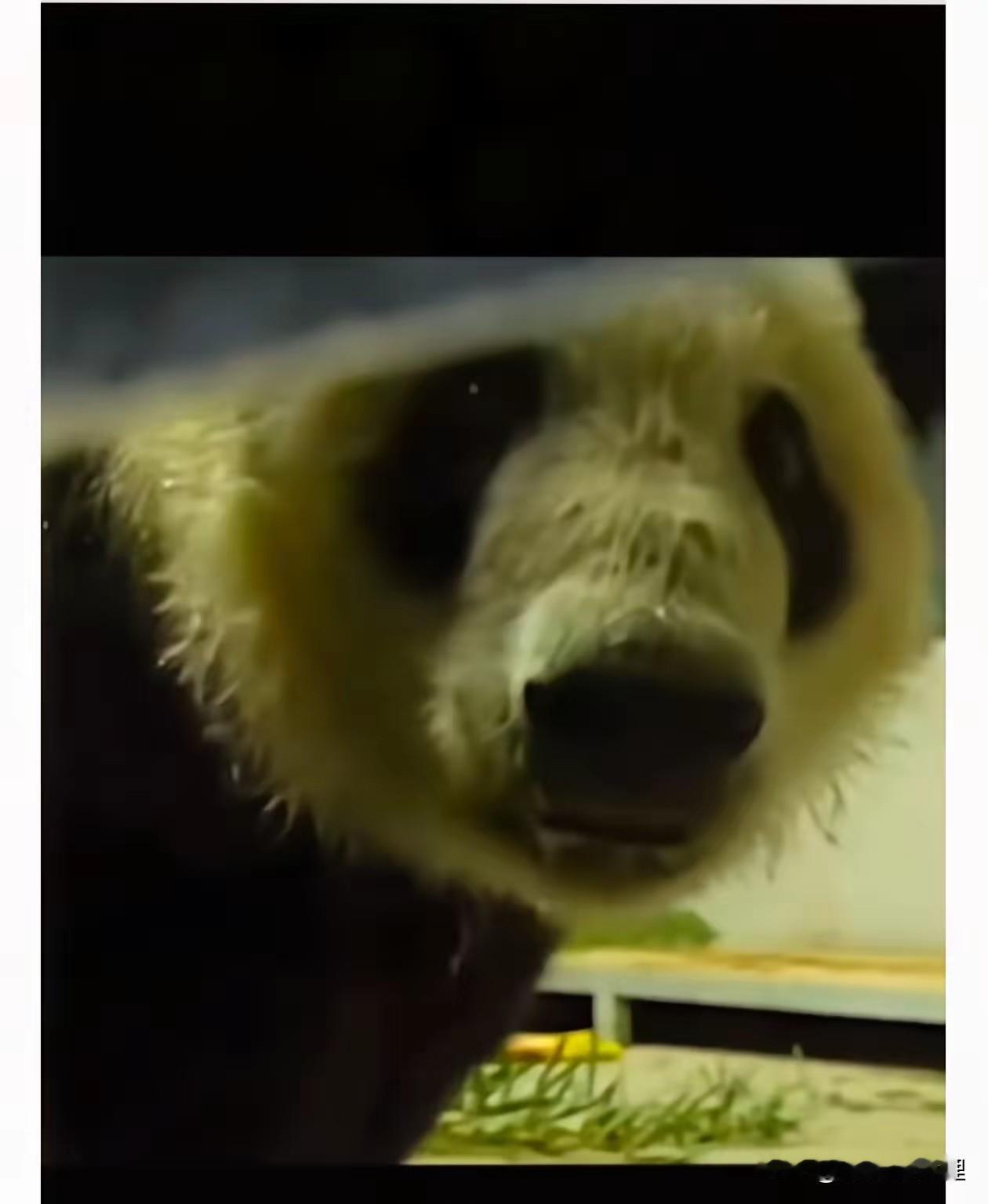 看这大熊猫回国的现场，我是真没忍住笑出声。一边是日本民众哭得稀里哗啦，那场面