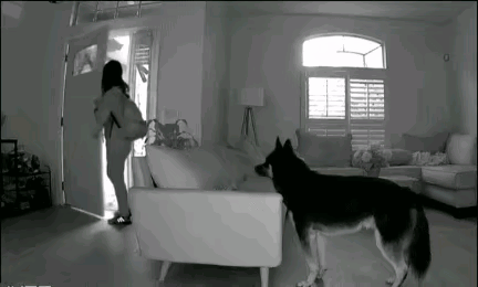 事实证明，狗的意志力比男人更坚强！