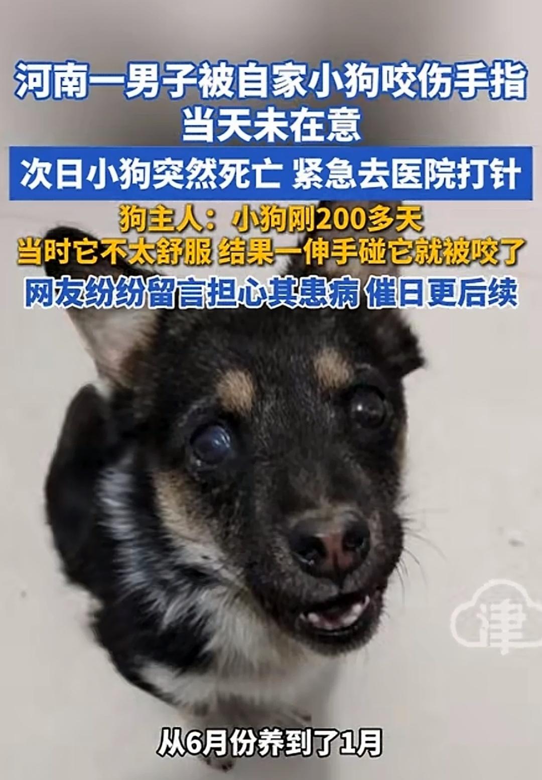 “全网都替他捏了一把汗！”河南周口，男子养了只200天大的小狗，平时挺活泼，有