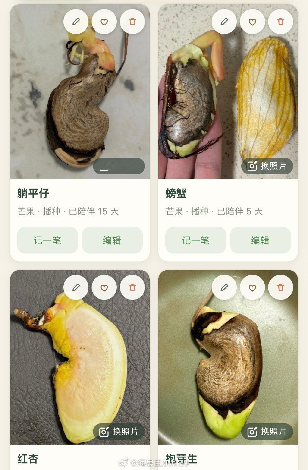 最近每天起床和下班回来都会先看看植物用workbuddy弄了个记录植物的工作台之前在幼儿园发财树上折