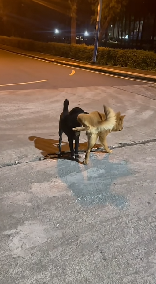 黑狗：哥们儿你狂的没边儿了有点