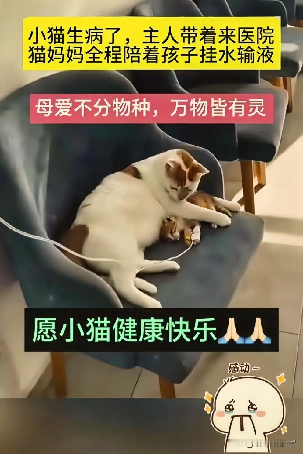 破防了！猫妈妈陪娃打针时的守护，让我明白母爱本无边界。小猫生病去就医，打针输