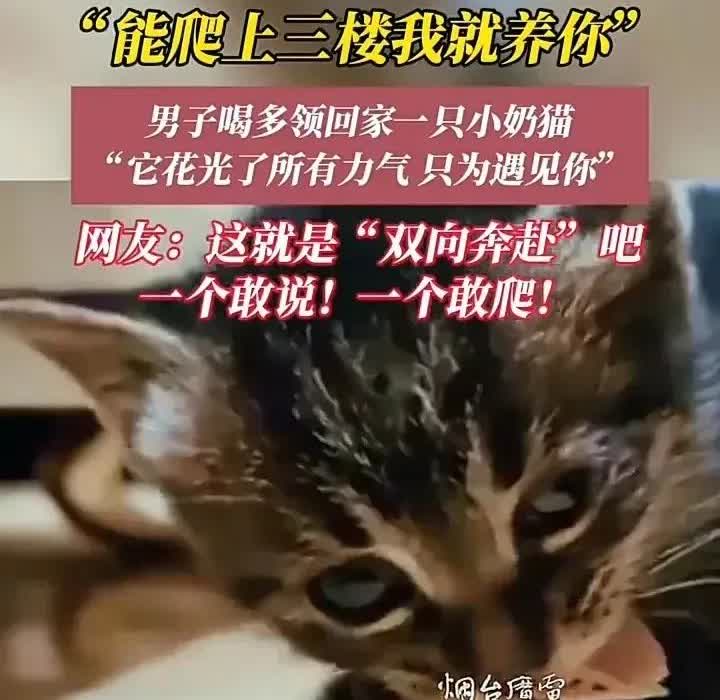 山东威海，一名男子喝醉后回家，刚到单元楼楼下，发现一只还没满月的小奶猫。这只小奶