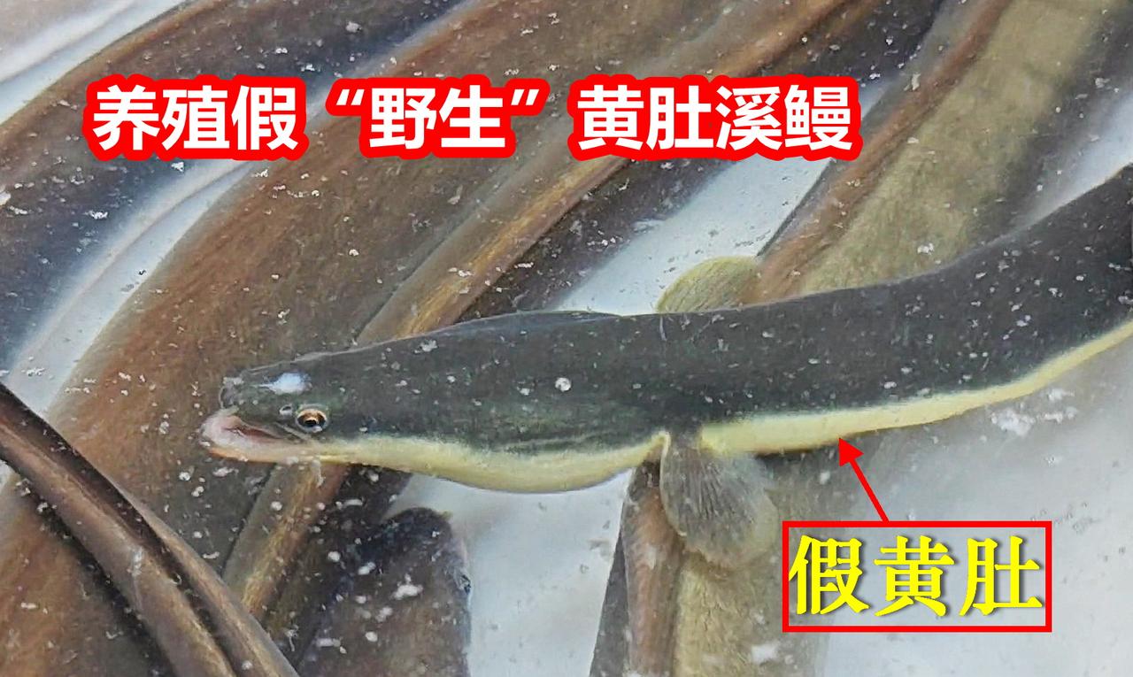 假冒“野生”黄肚溪鳗，实为养殖，饲料调色所谓“野生”黄肚溪鳗，实是养殖日本鳗