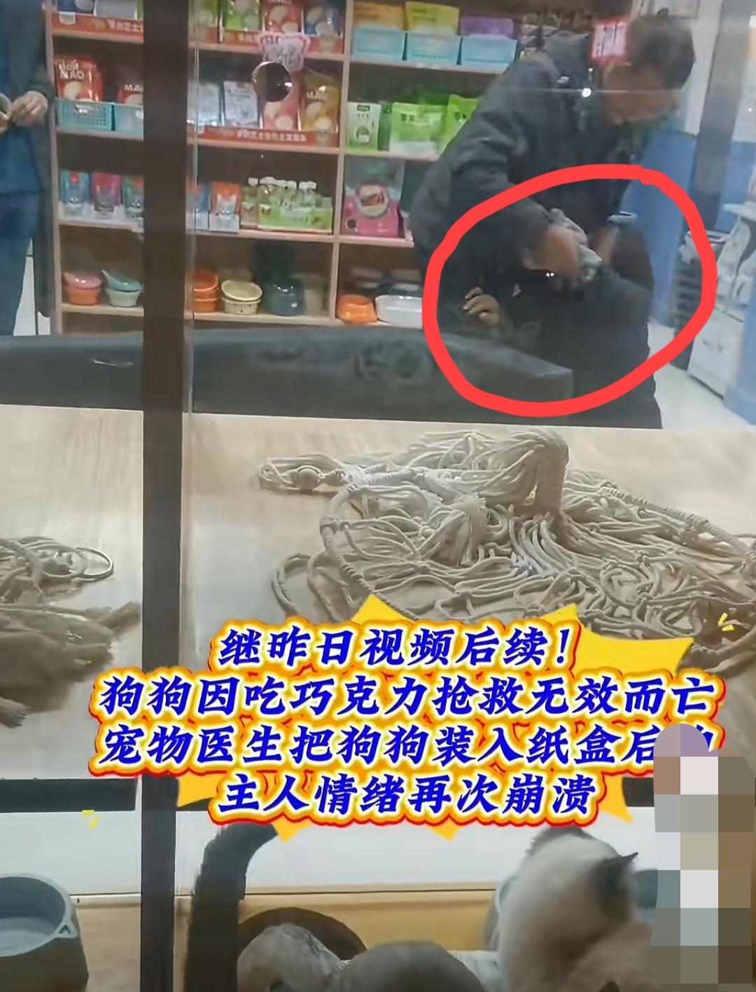 狗狗误食巧克力没能救活，狗主人情绪崩溃、满地打滚、又哭又叫……评论区有网友科普