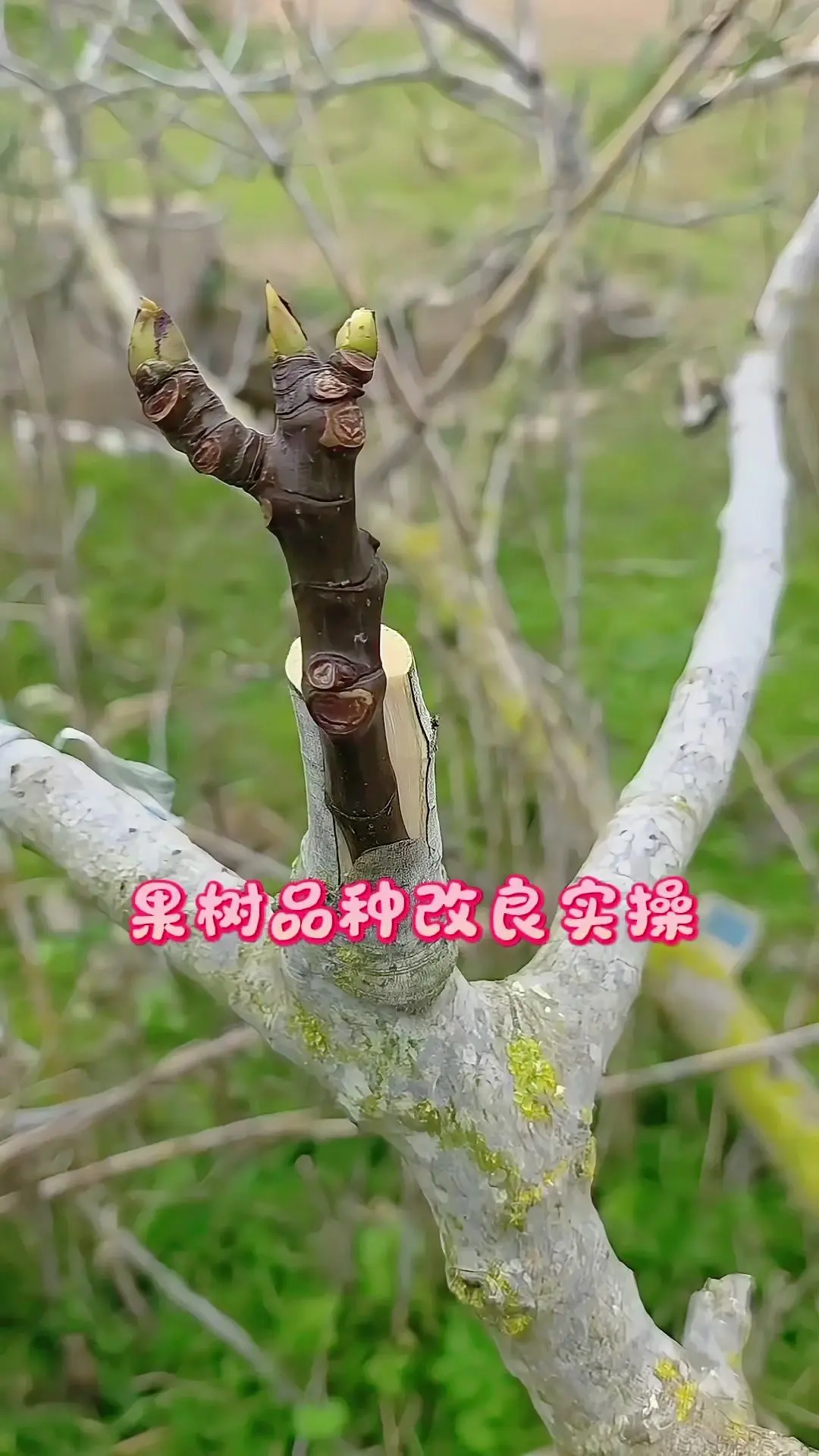 果树品种改良实操教程。🌿跟着农技站老专家下乡实操果树改良，这套教科书...