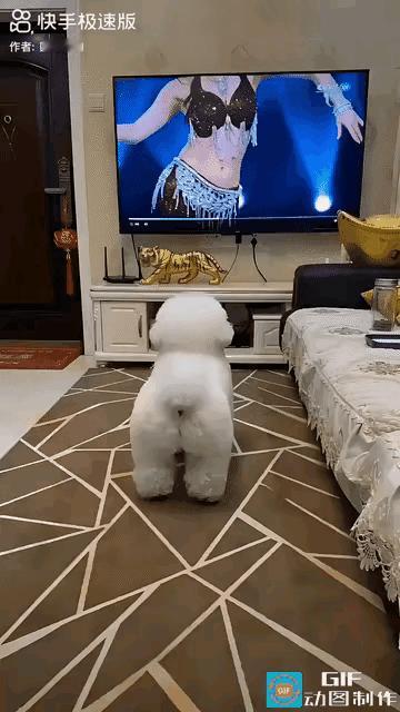 美女不但是人见人爱，连小宠物狗也喜欢，狗狗边看边模仿动作，有模有样，到了高潮之处