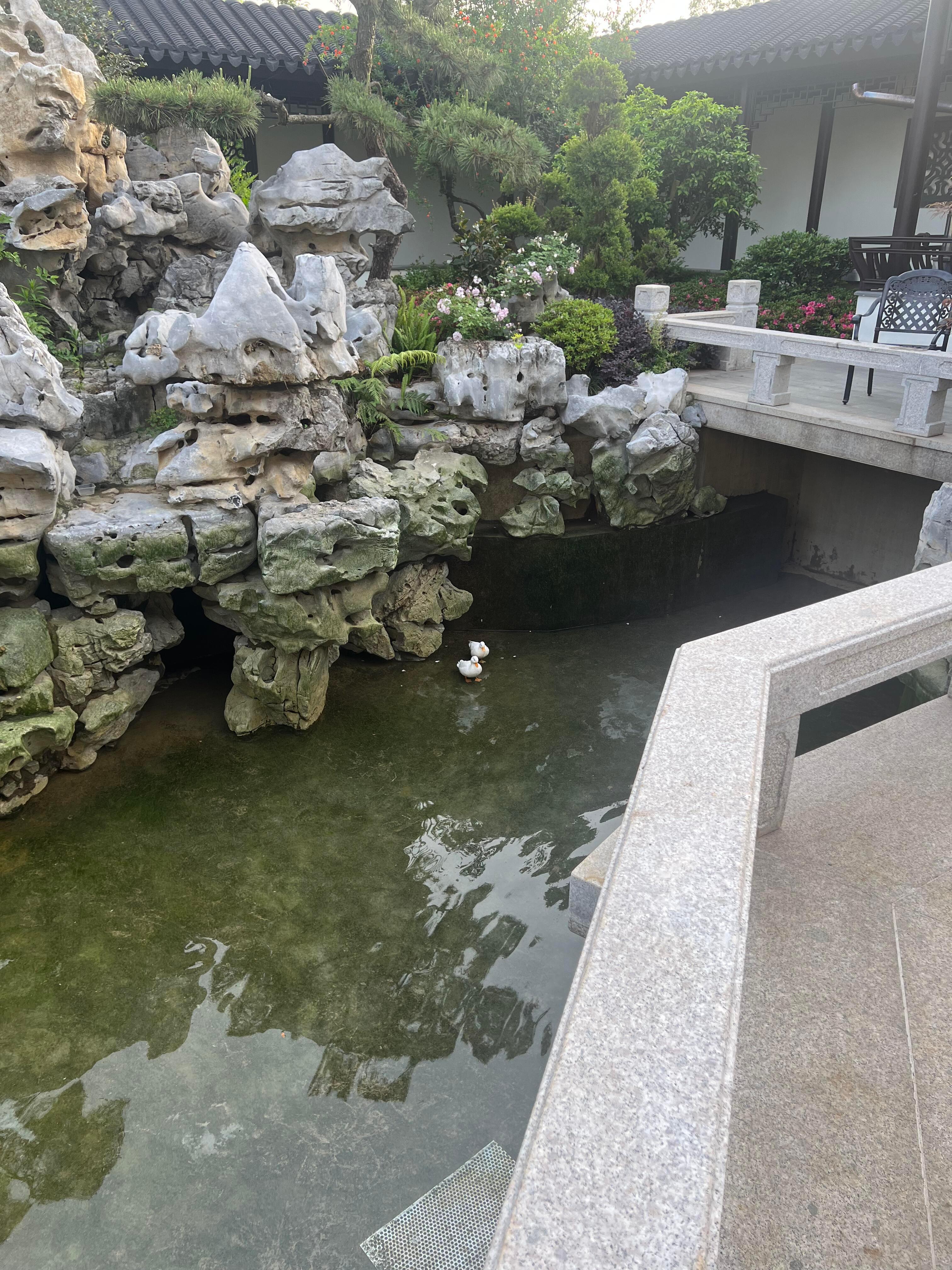 大扫除忘记通知家里的鸭子了​​​