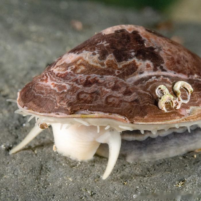 帽贝（Limpet）的牙齿确实是目前已知最坚固的生物材料，甚至超越了过去一直稳居