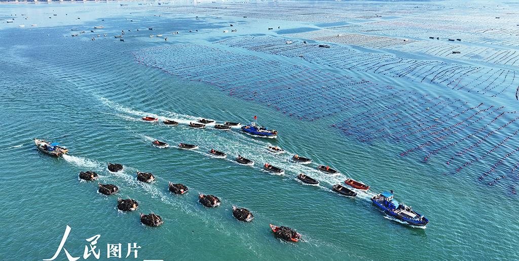 2025年6月18日，山东荣成市各大海洋牧场海带养殖区迎来丰收季，养殖工人抢收成
