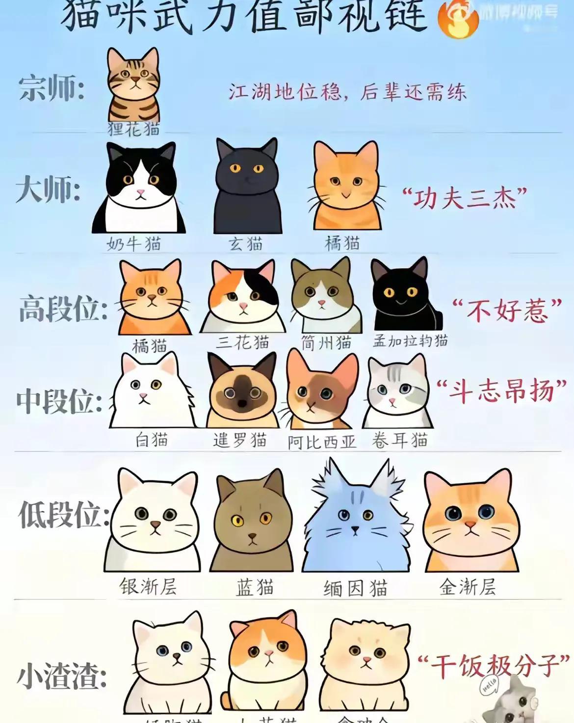 猫咪武力值鄙视链：谁是最强猫王？