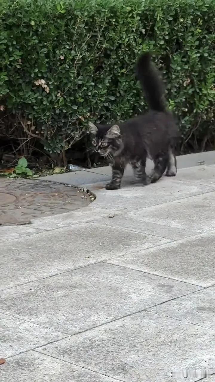有没有可爱的猫咪图片刷到了一只流浪的小萌猫视频，这只小猫咪长得真好看。听到了小姐