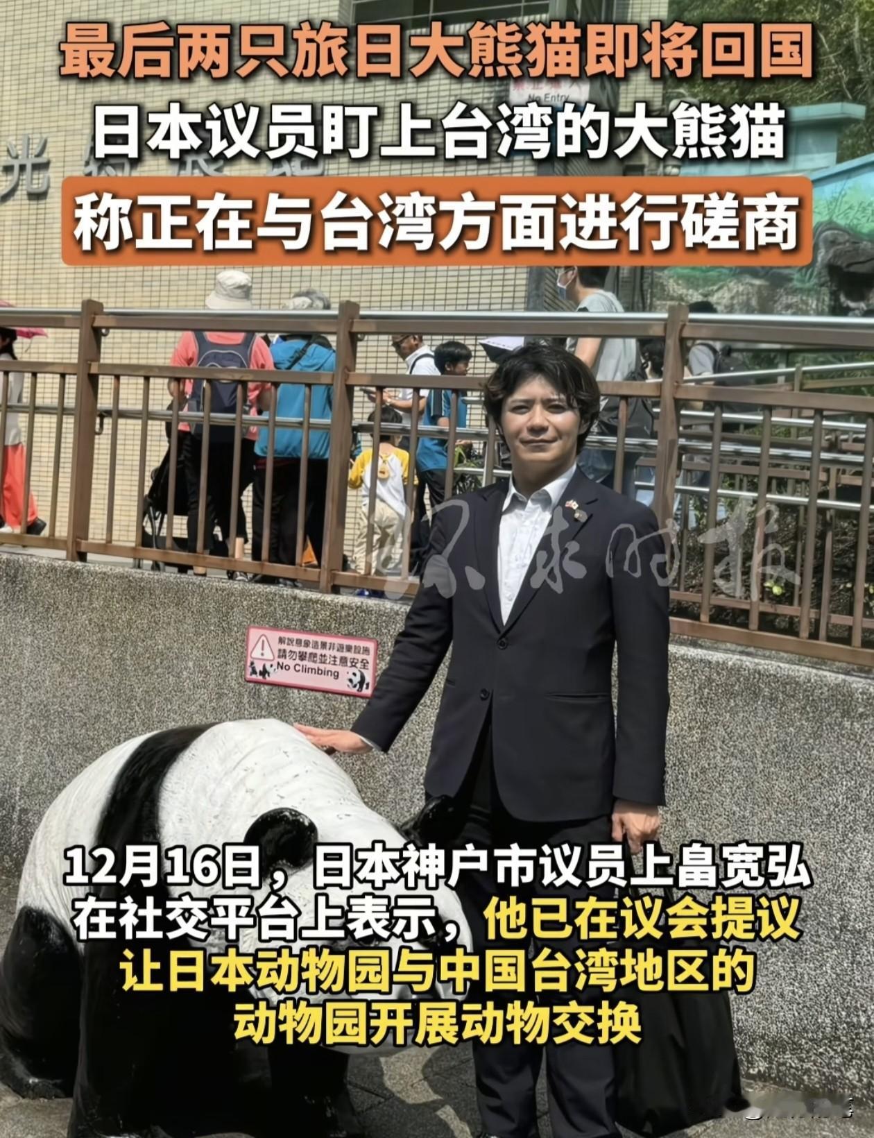 日本政客居然打起台湾大熊猫的主意了。到明年一月份日本最后两个熊猫就要返回中国