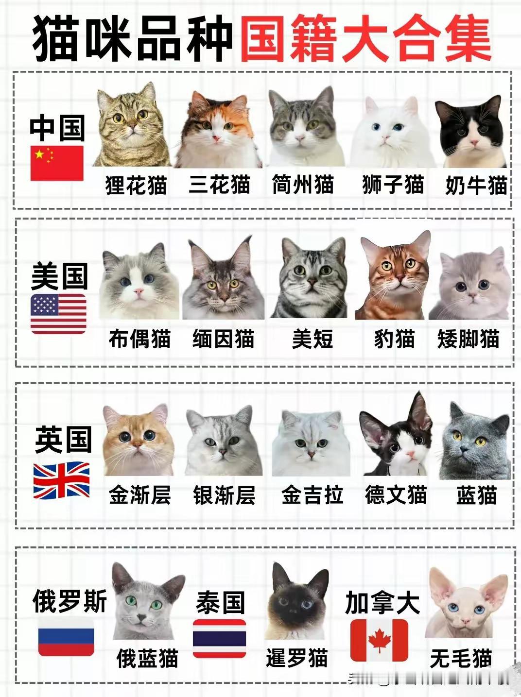 养猫的日常就像开盲盒，每天都有新惊喜。我家猫一到晚上就变身“夜巡大侠”，大半夜在