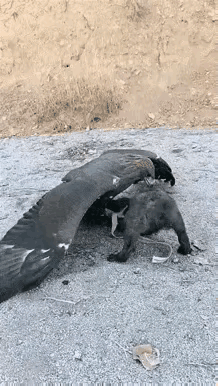 为什么要让一只老鹰去折磨这只小狗？不管是养鹰的人还是养狗的人，都不应该做出这样的