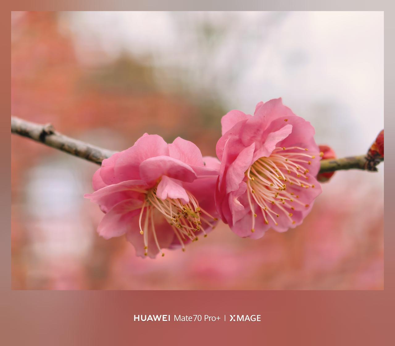 mate70pro+XMAGE影像个性色卡升级鸿蒙6系统的mate70pr