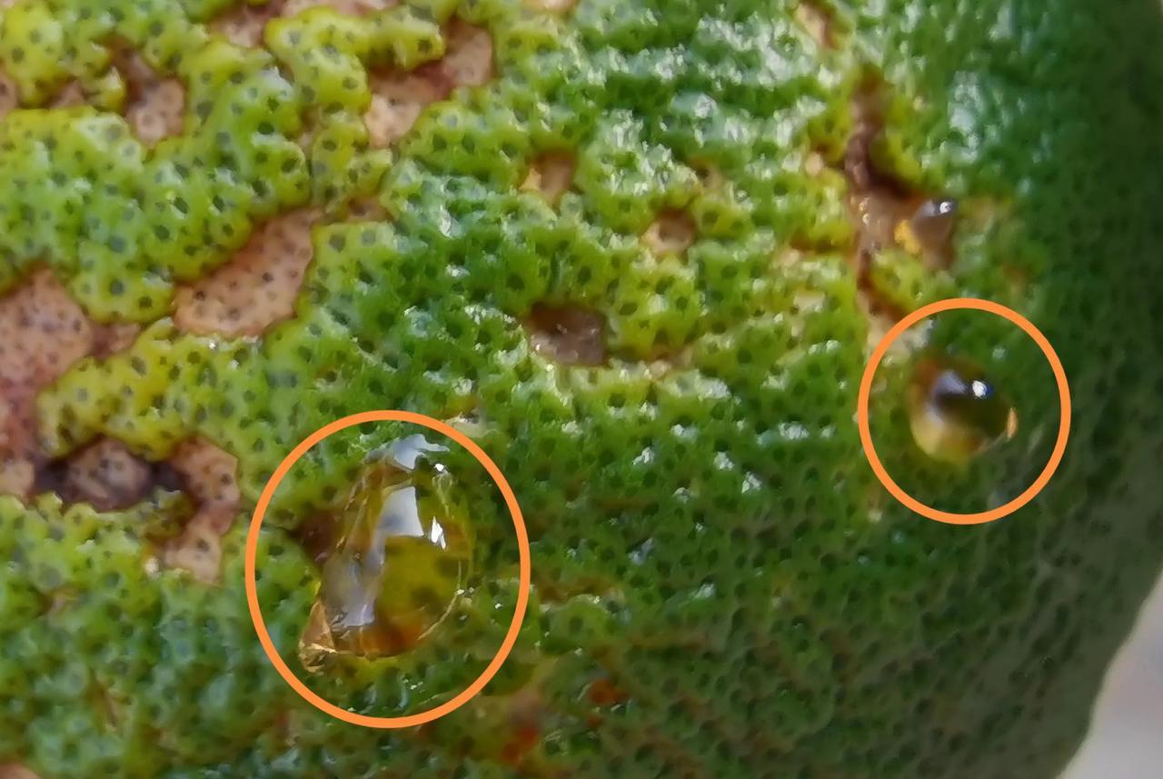橘子皮上出现这种黄颜色胶状物，是怎么回事？盆栽的橘子今年出现“麻脸”现象，开始