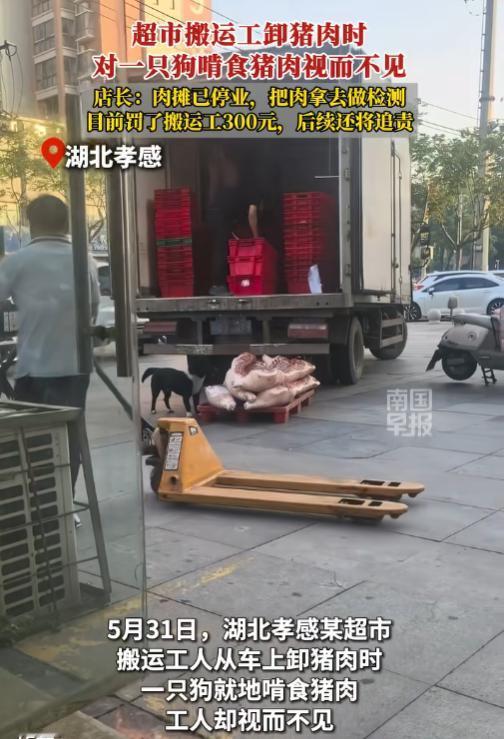 太膈应了！5月31日报道，湖北孝昌一家超市门口，刚卸下来放在平板拖车上的新鲜猪肉