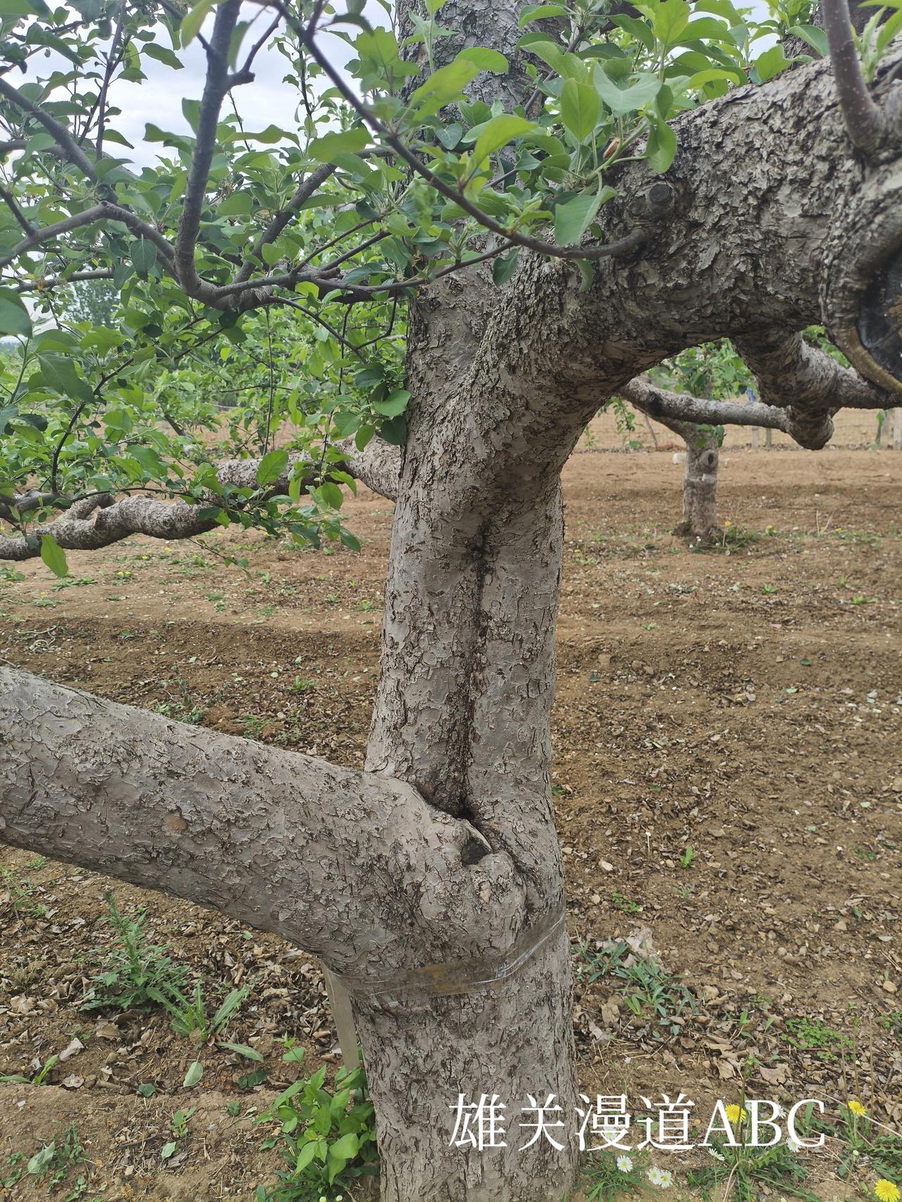 这是一棵有着四十年树龄苹果树枝干的长度六米多能产千斤苹果信不