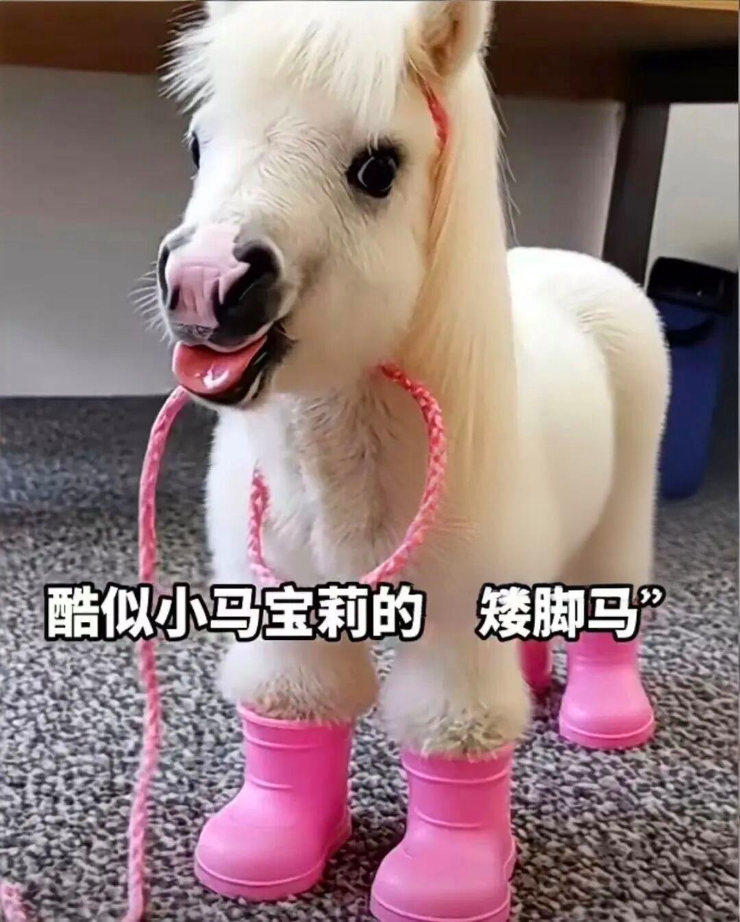 马年将至，身高不足一米、外形憨态可掬的矮马，因神似动画角色“小马宝莉”，在社交平