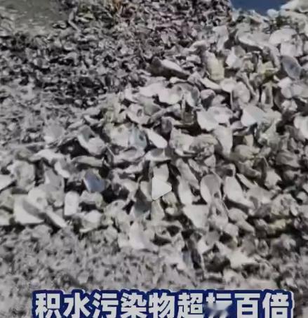 11万吨！中央督察组在广东潮州，挖出一堆生蚝壳！广东潮州，说起来是个让人垂涎