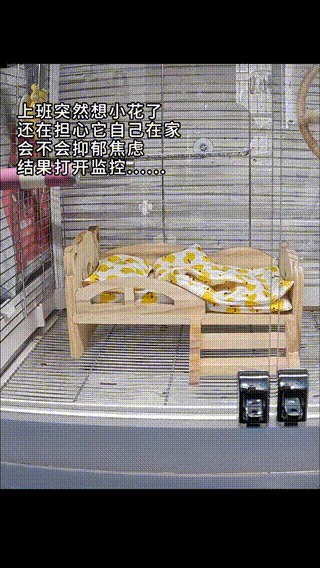 鸟：家里那个人也不知道图啥，贷款买个房又天天去上班，住的时间还没我多！