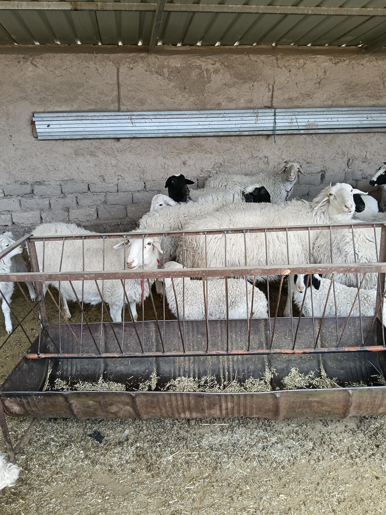 谁都想养好羊，偏偏把自家羊喂成了瘦羊。主要问题是我们一家人都太勤快了。谁都想