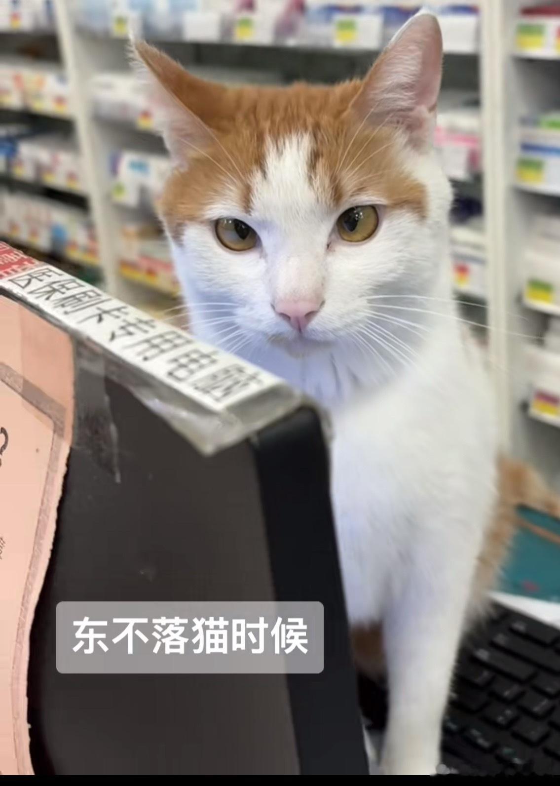李煜东猫猫的时候🥺🥺我儿萌