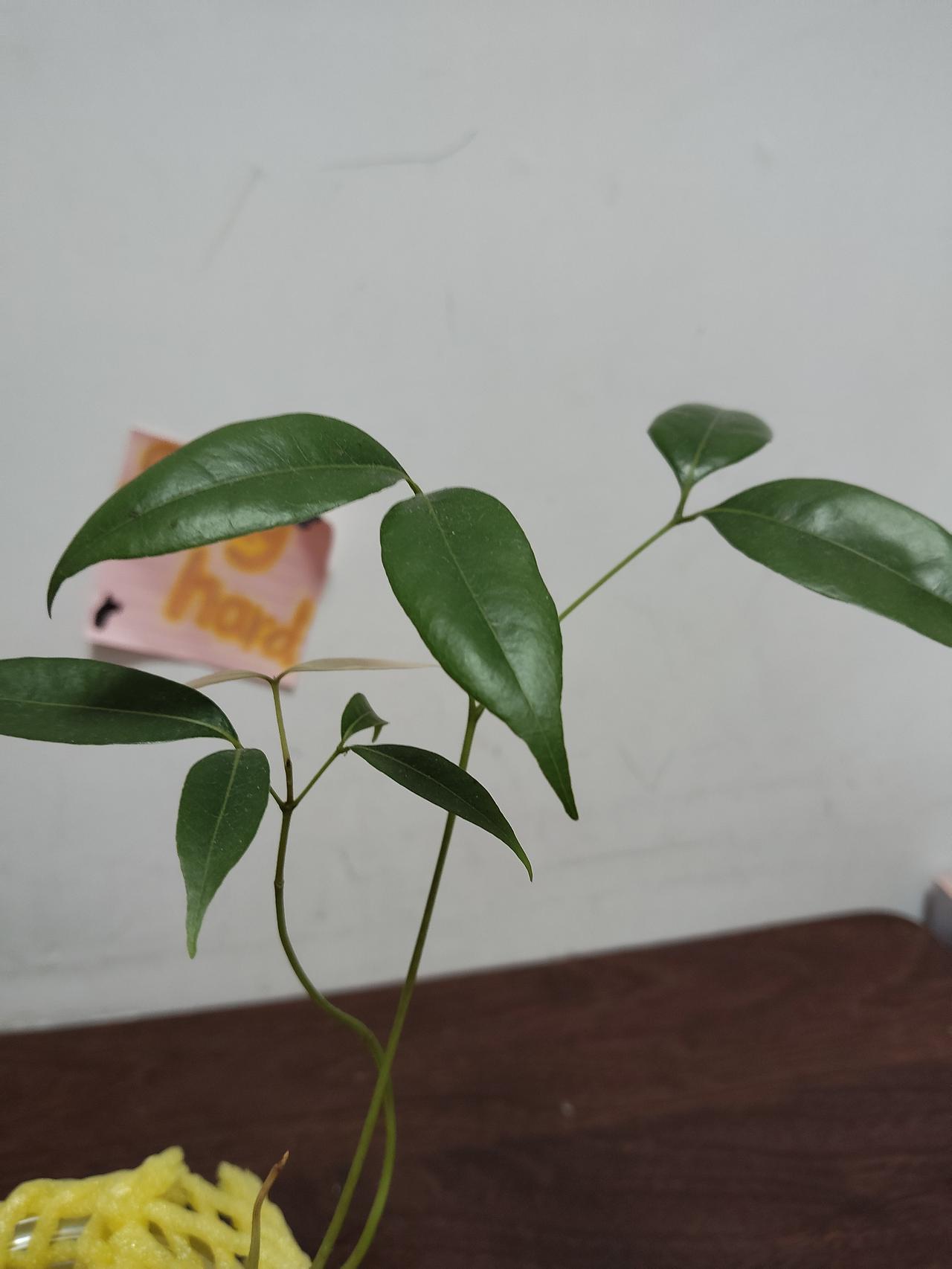 猜猜这是什么植物，小女儿吃完这种水果，就想着把种核种在水杯里，种子圆圆的呈黑色，