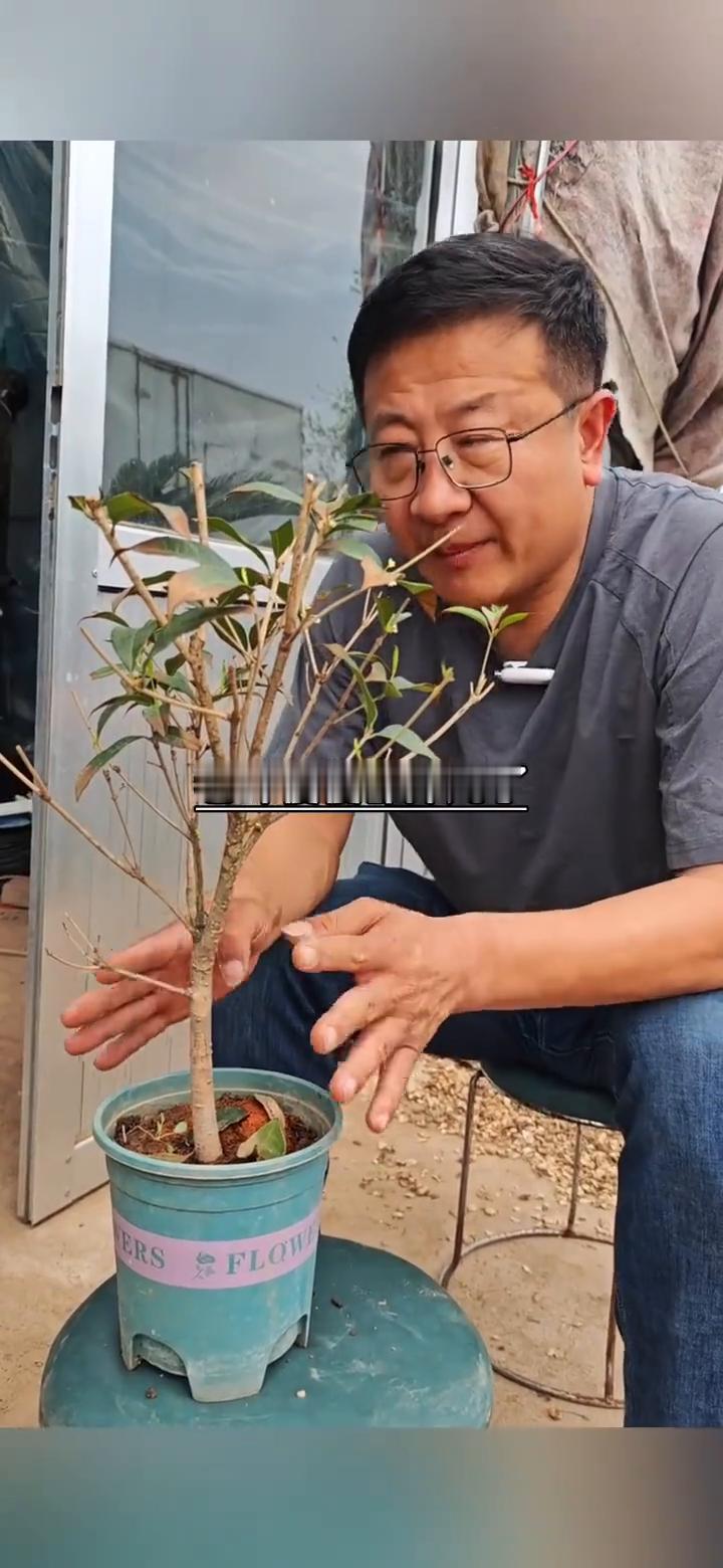 桂花焦尖严重，老叶掉光后如何长出新芽？焦尖特别严重的桂花老叶慢慢都掉光了，新芽