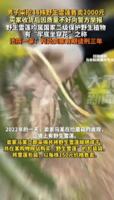 白嫖成功了？”新疆乌鲁木齐，一男子采挖44株野生雪莲，带回家后晾晒成干，以每株1