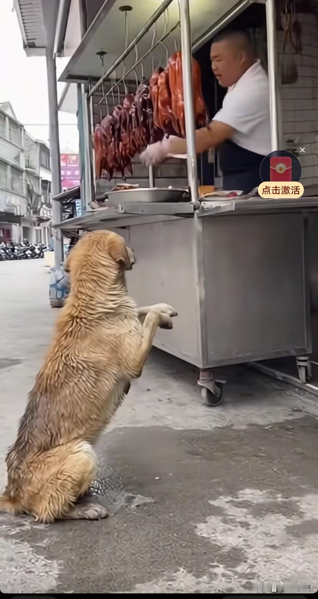 流浪狗妈妈为了两个孩子，双爪作揖向路边摊老板乞讨，不仅没讨到食物，反而招来一盆热