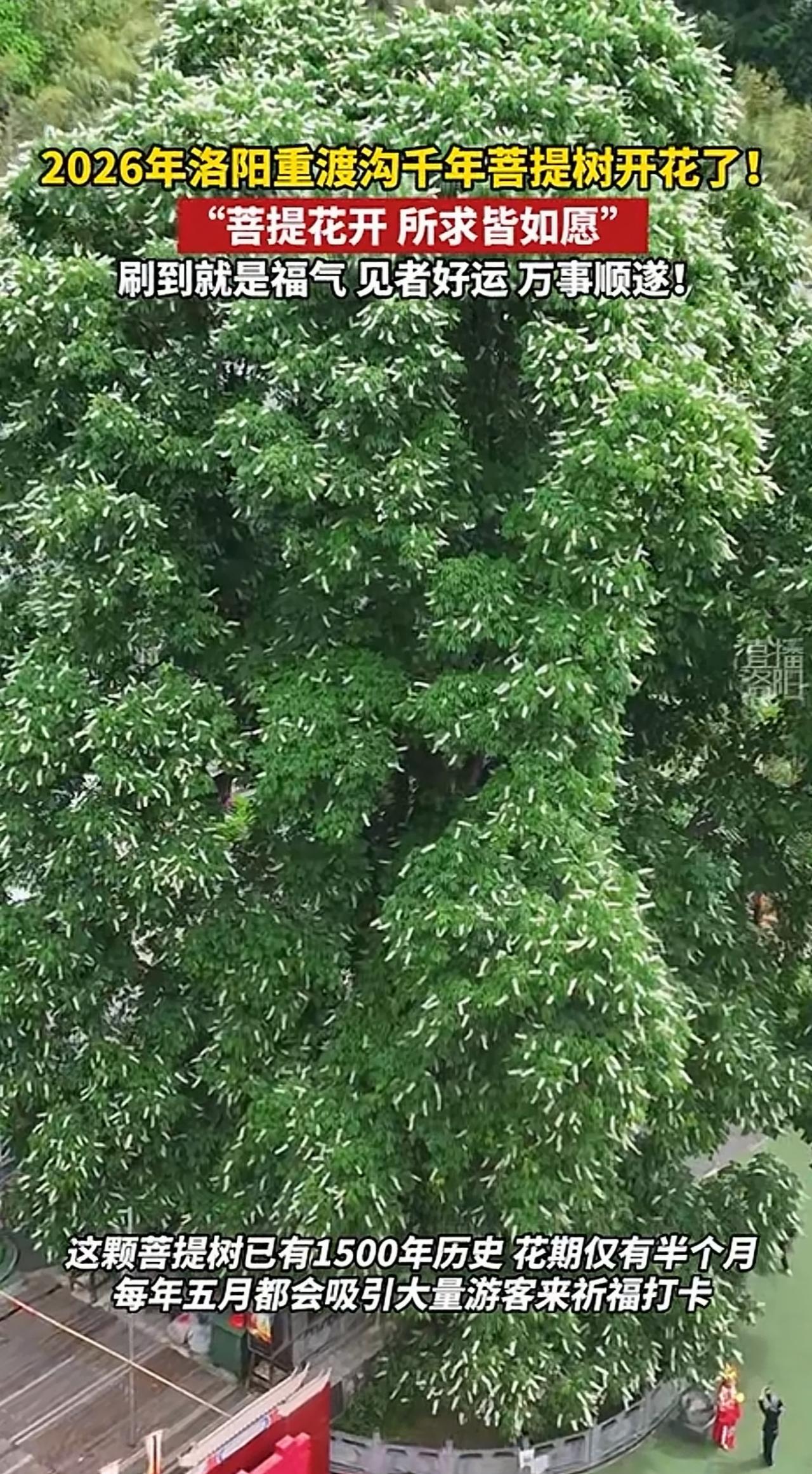 洛阳千年菩提树正盛开！如果你还没安排赏花之旅，那这波绝美花期可得抓紧了——重渡沟
