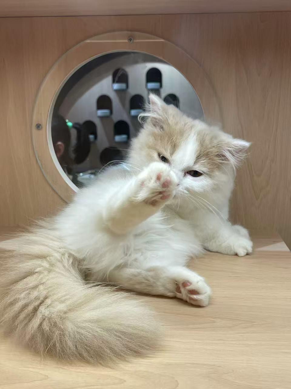 可爱的猫咪特别爱干净，猫咪有个特别逗的习惯——每次吃饱喝足，就开始认真地“洗脸”