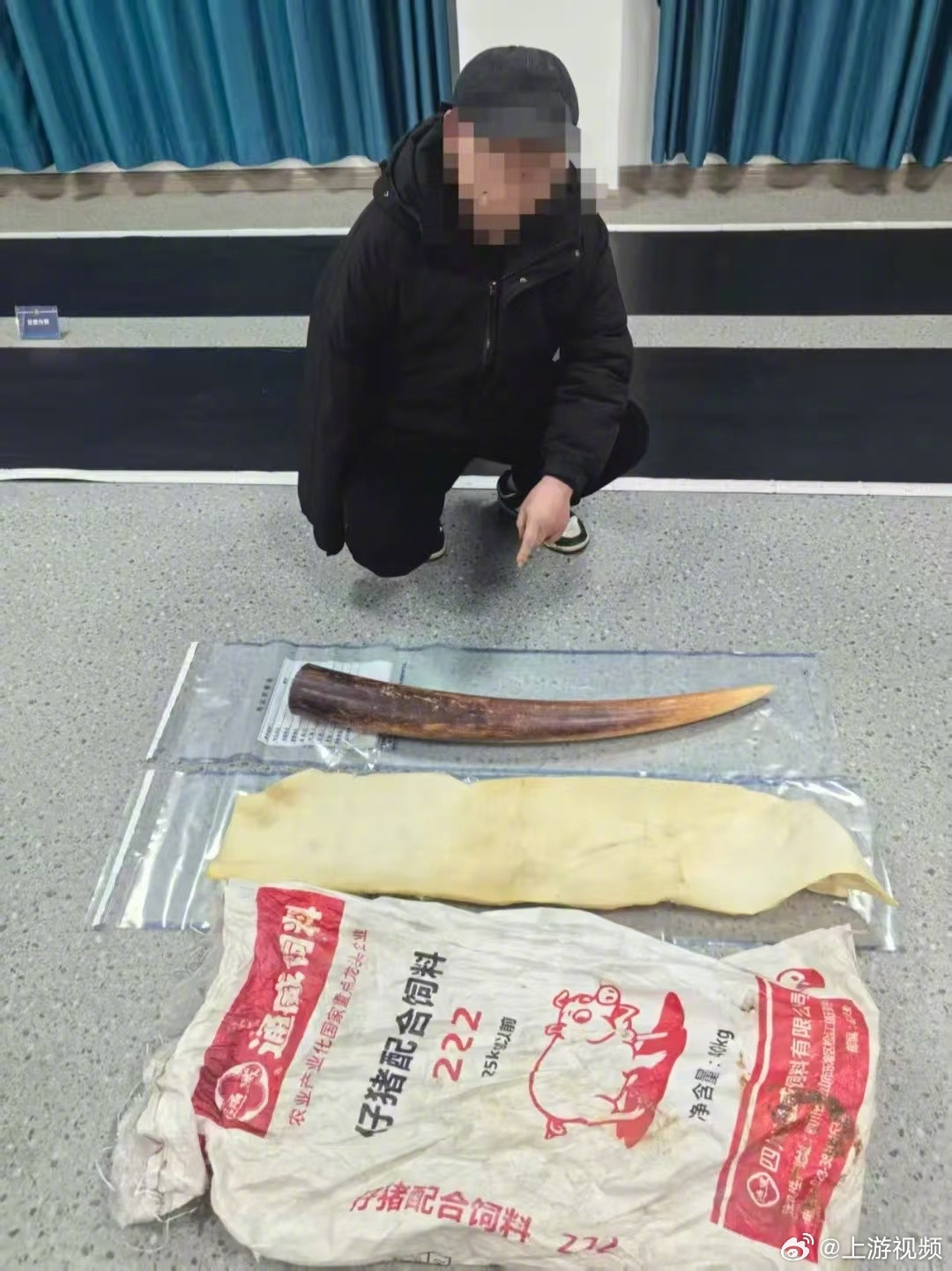 #男子网上兜售象牙被抓#【男子网上兜售象牙被警方抓获涉案象牙价值约25万元】#