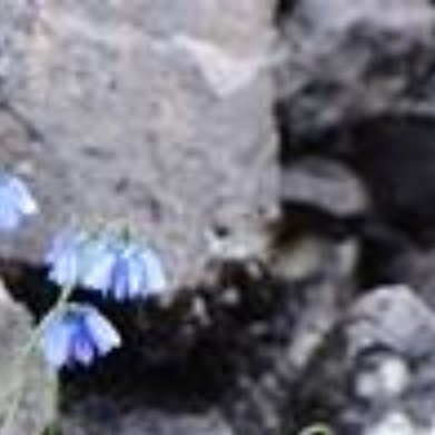 蓝花韭（小众球根花卉）种植方法1. 配土：泥炭土+珍珠岩=3:1，保证排水，杜绝