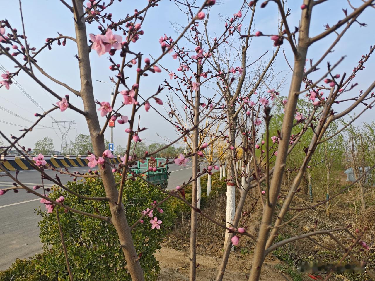 七律·桃花春深万树染霞红，映面佳人入画中。一缕香魂随风散，千枝艳色映