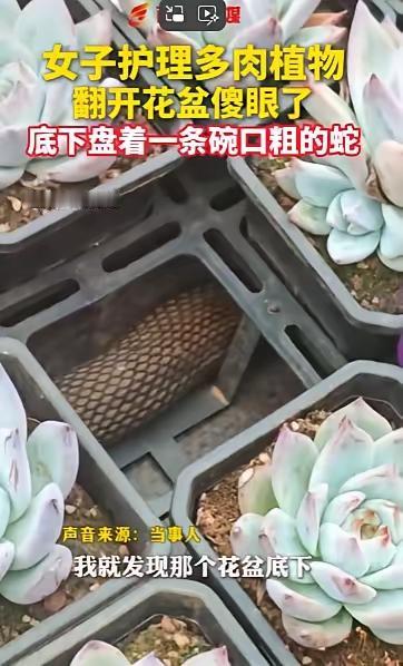 真的被这一幕吓到头皮发麻！养花党一定要引以为戒，夏季养花真的别太大意！昆明