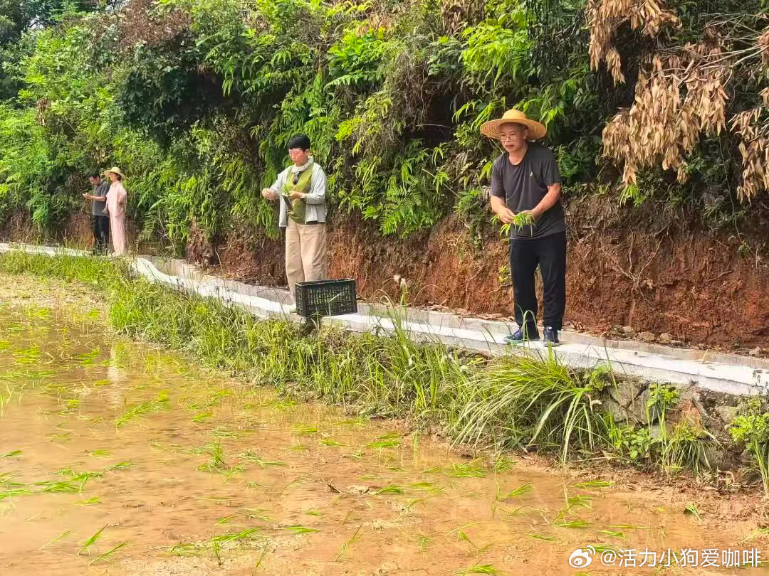 丽水青田农技专家教抛秧技能服务助丰收钵苗抛秧技术采用带营养土的钵体软盘育秧，培育