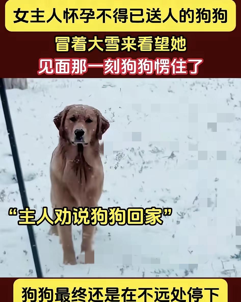 谁懂啊！这只金毛的双向奔赴直接看哭我，大雪天翻山越岭也要跑回旧家见