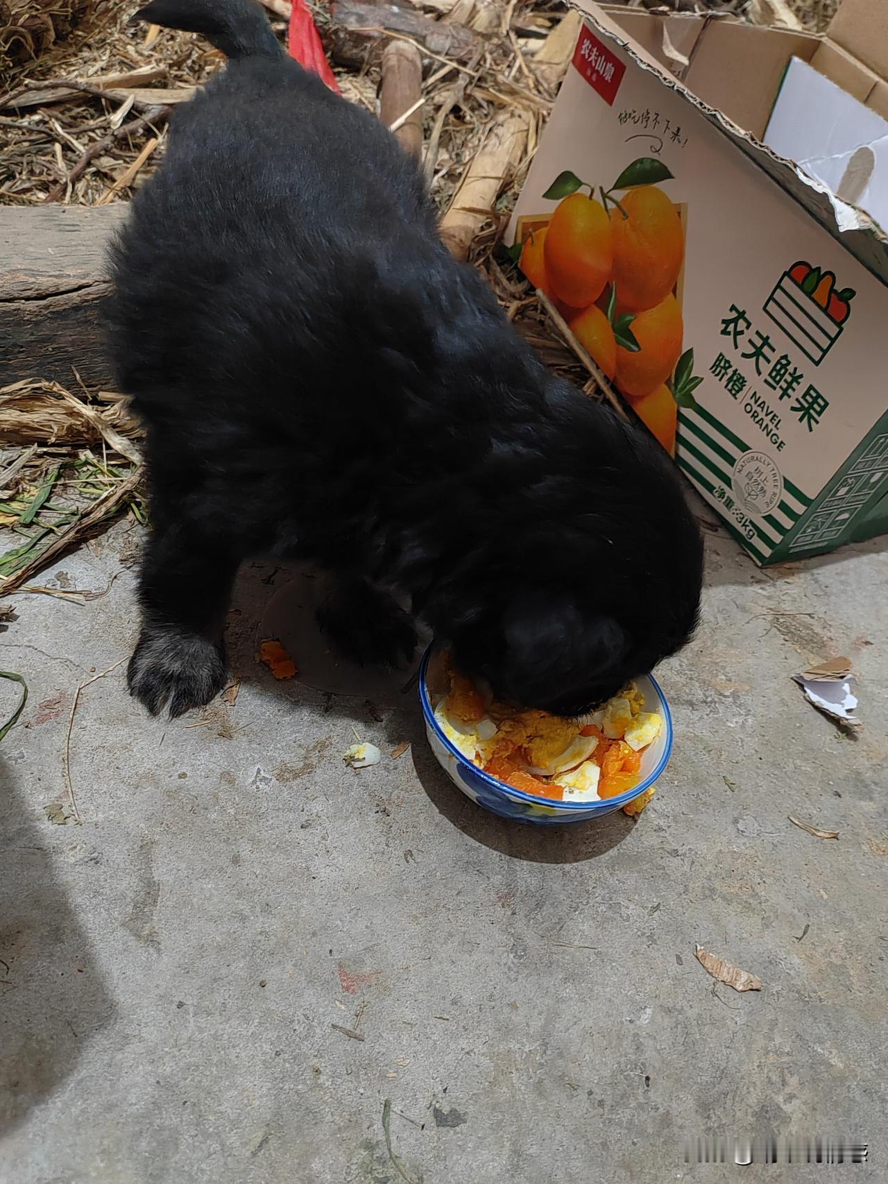 过年走亲戚的时候从亲戚的亲戚的邻居家抱了条小黑狗，特别可爱，本来没打算养，但是它