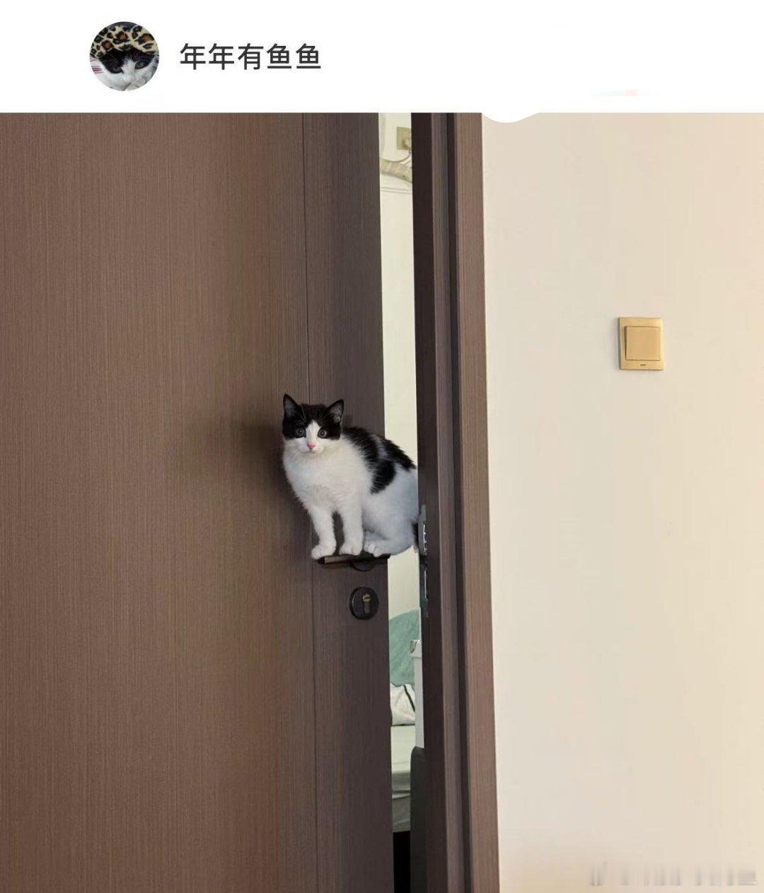 小猫的平衡力真的很稳​​​