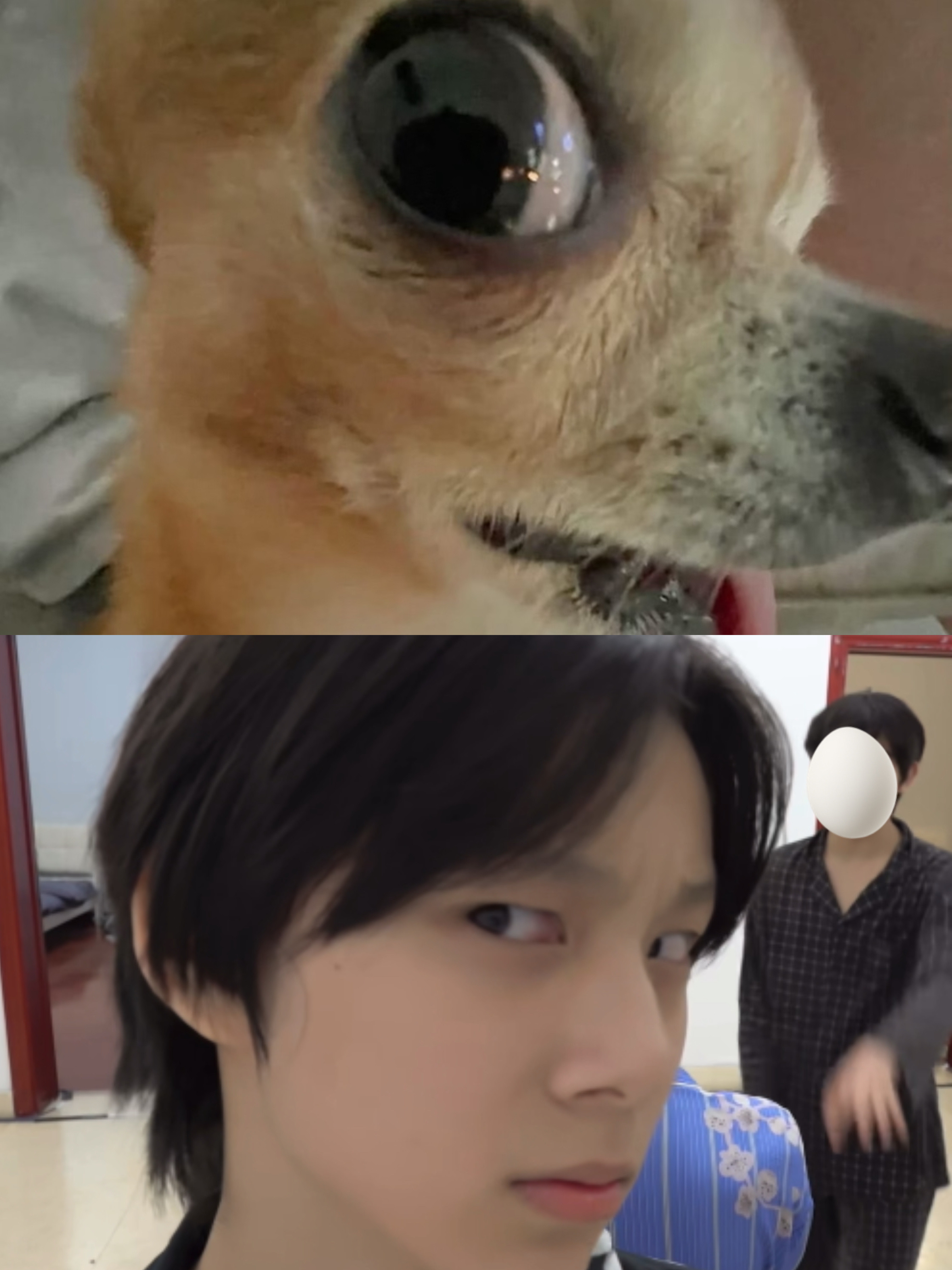 吉娃娃塑(因为我喜欢吉娃娃