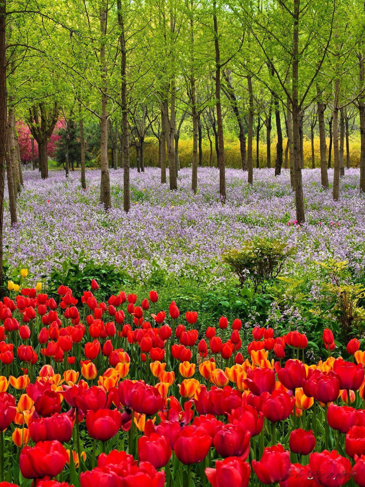 永定河绿色港湾，繁花盛放，春意满堤。郁金香织绵，二月兰铺紫，骑行漫步皆诗意，赴花