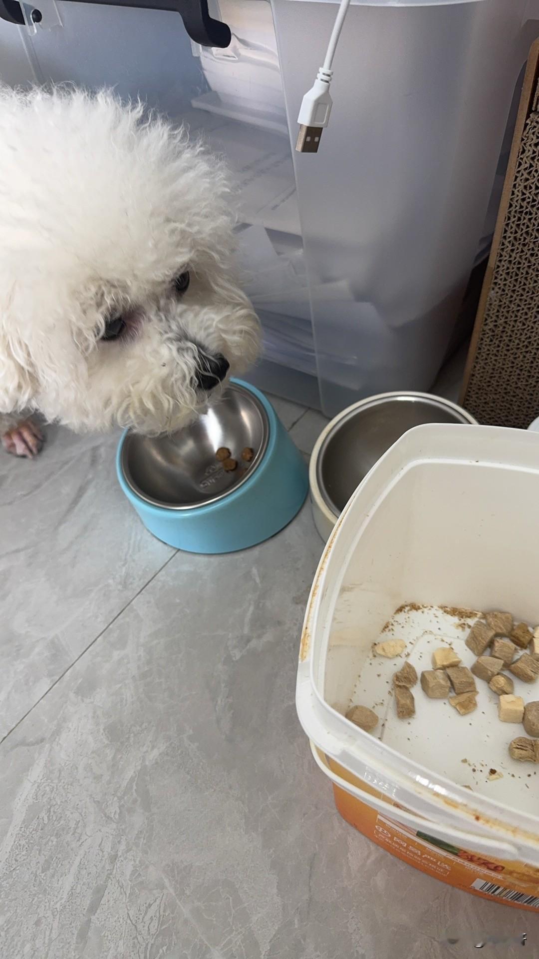 我家小比熊太能吃了，狗粮桶又见底了，看看它的眼睛就没离开桶，喂喂喂碗里都吃了了，