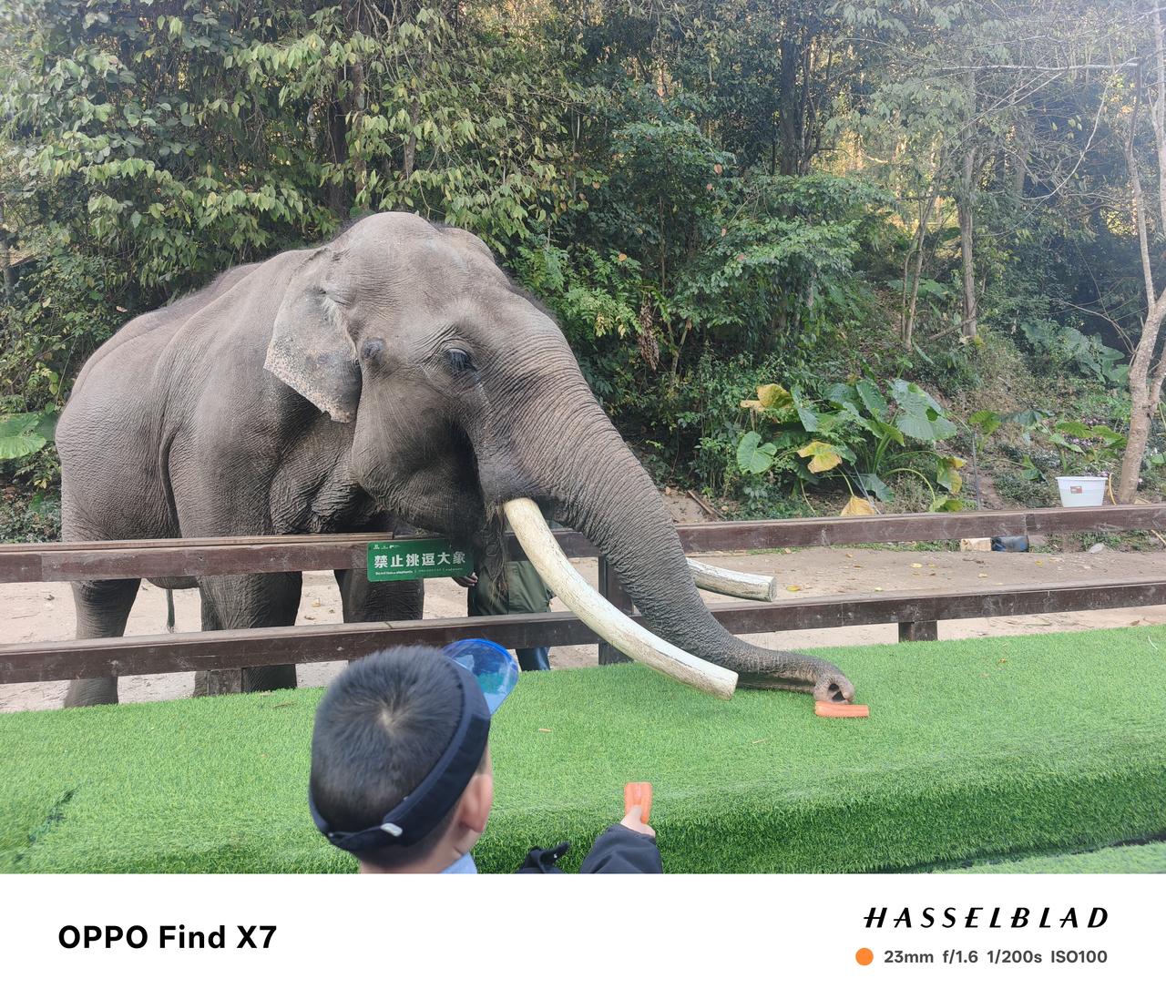 自驾云南D7：野象谷，版纳颜值天花板奔着野象去的，结果大象全在表演场里“上班