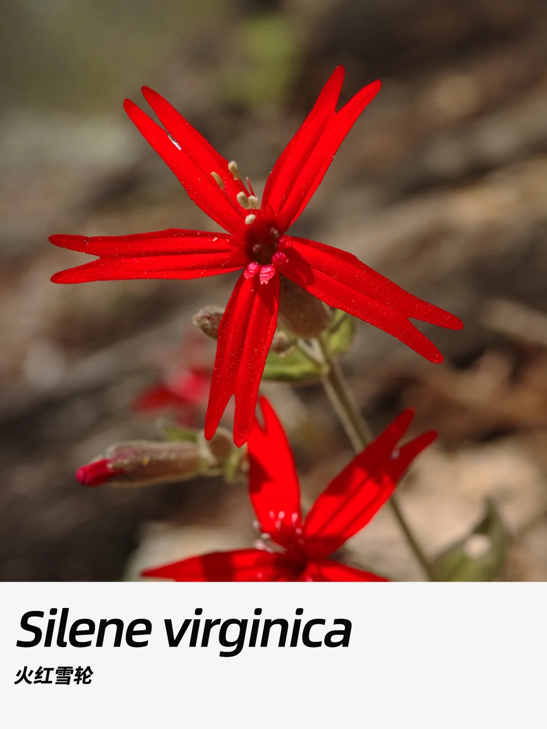 带你每天认识一种花材394｜火红雪轮