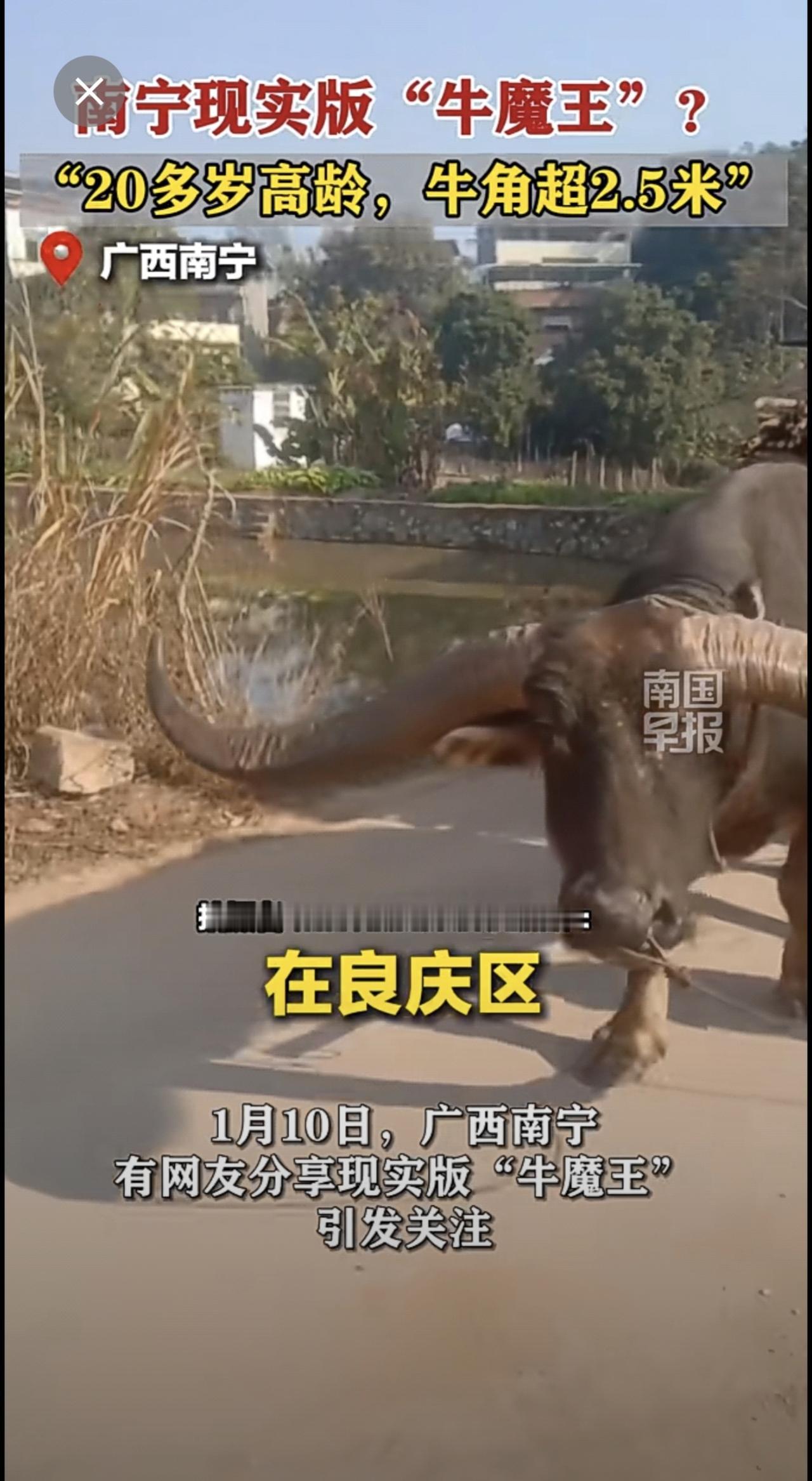南宁现实版“牛魔王”？“20多岁高龄，牛角超2.5米”牛魔王广西南宁牛角（来源