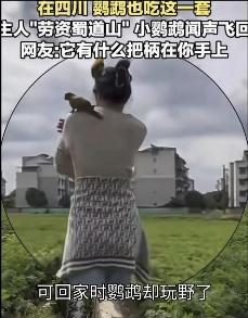 笑不活了家人们！成都这位大姐是有点“驭鸟术”在身上的——放鹦鹉出门耍，俩小家伙野